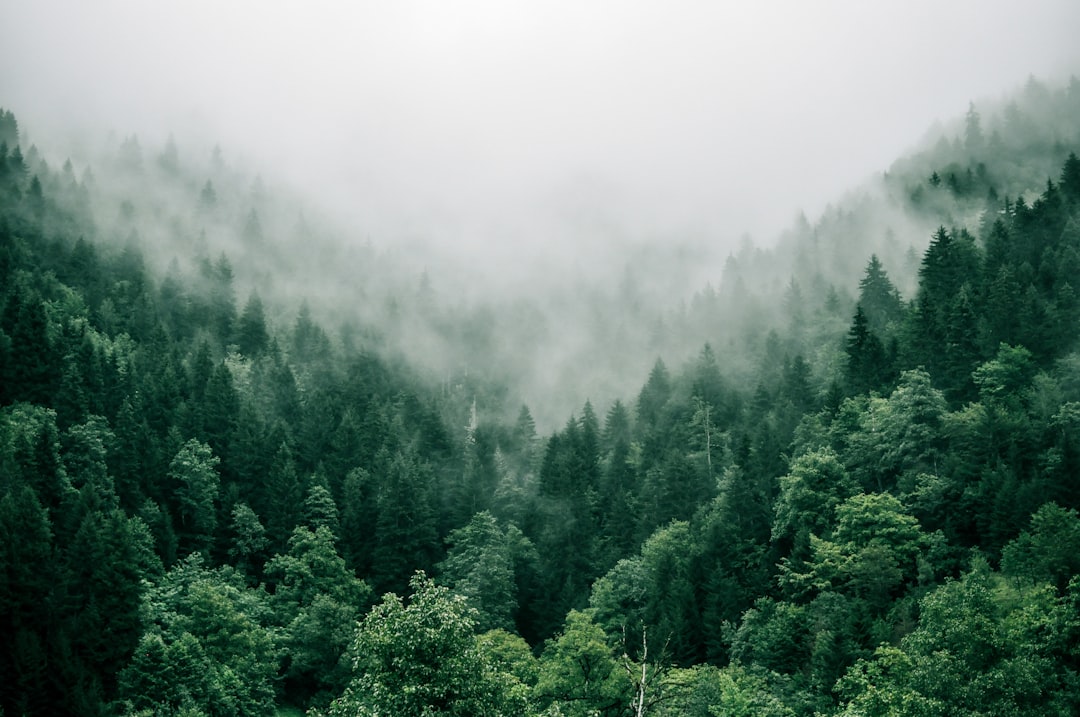 Eco-Anxiety and Climate Grief: How Therapy Can Help